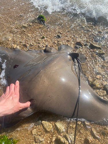 ナルトビエイの釣果