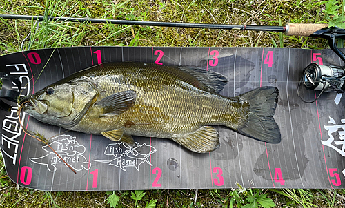 ブラックバスの釣果