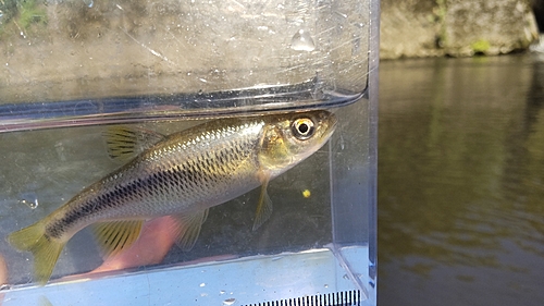 カワムツの釣果