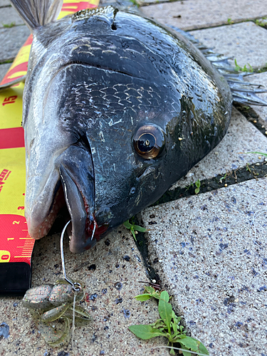 クロダイの釣果