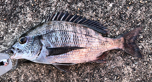 チヌの釣果