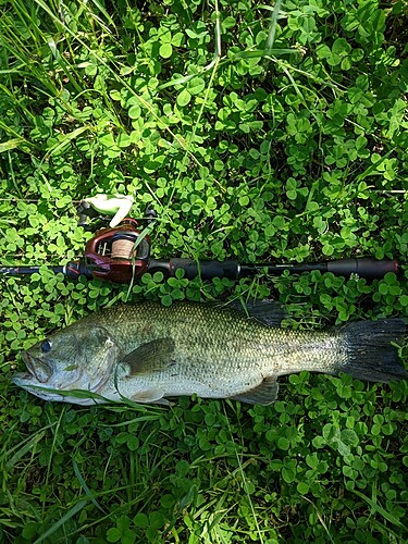 ブラックバスの釣果