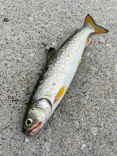 アメマスの釣果