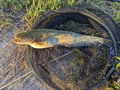 ナマズの釣果