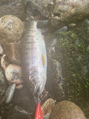 イワナの釣果