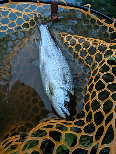 ヤマメの釣果