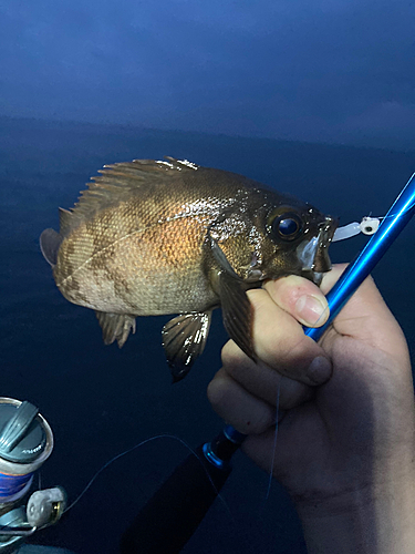 クロメバルの釣果