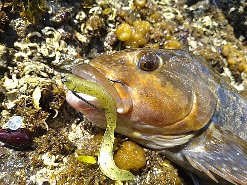 アイナメの釣果