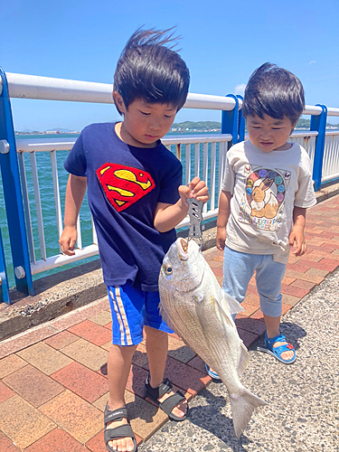 ヘダイの釣果