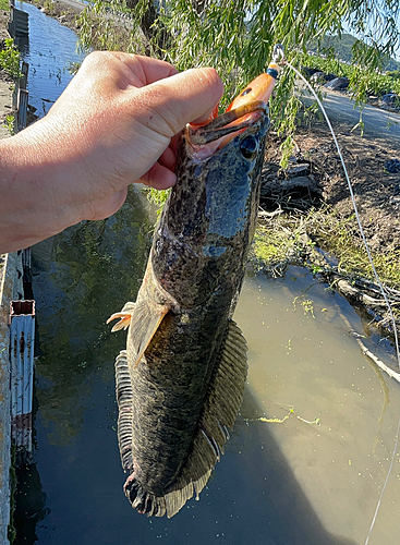 ライギョの釣果