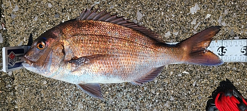 タイの釣果