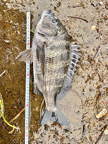 クロダイの釣果