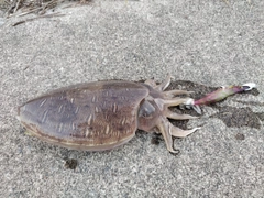 モンゴウイカの釣果