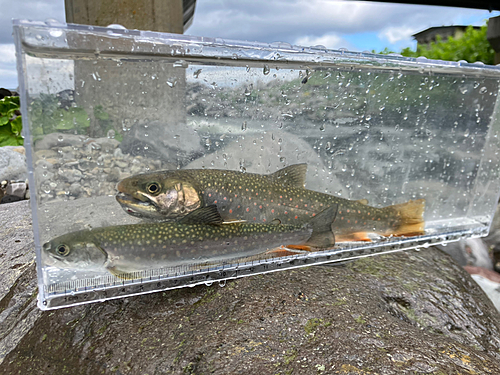 オショロコマの釣果