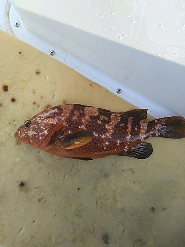 アコウの釣果