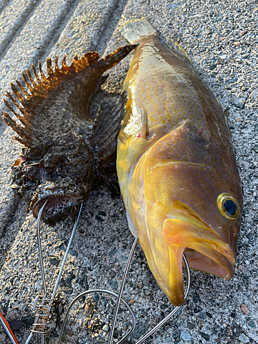 アオハタの釣果