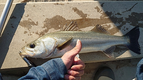 スズキの釣果