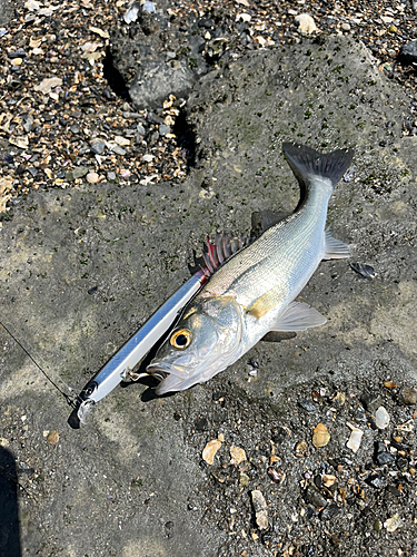 セイゴ（マルスズキ）の釣果