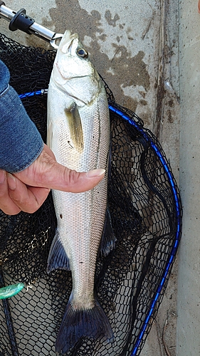 スズキの釣果