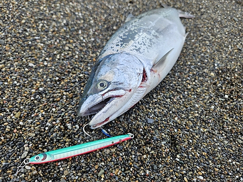 サクラマスの釣果