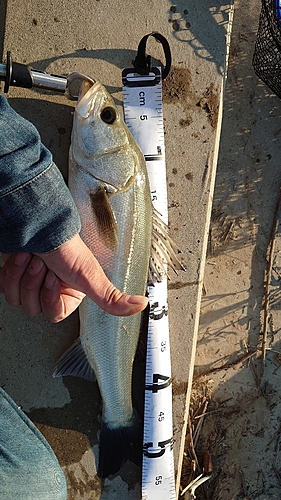 スズキの釣果