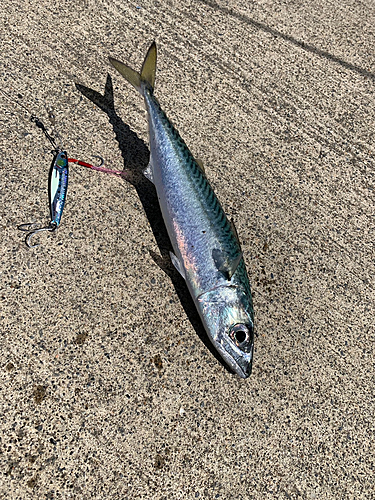 サバの釣果