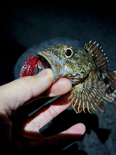 ガシラの釣果