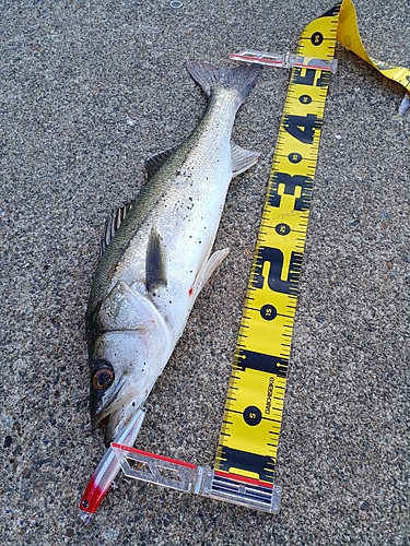 シーバスの釣果