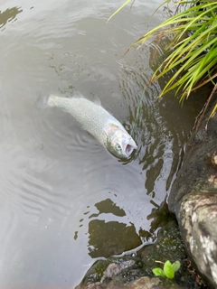 ニジマスの釣果