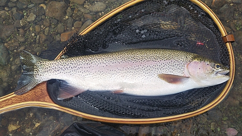 ニジマスの釣果