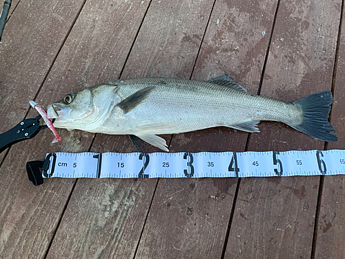 シーバスの釣果