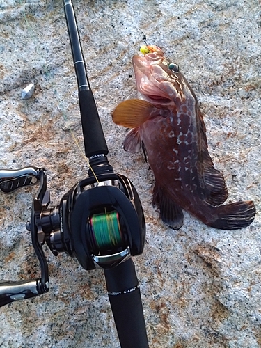 アコウの釣果