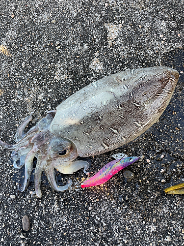 コウイカの釣果