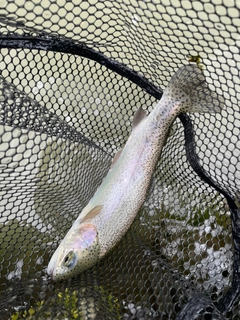 ニジマスの釣果