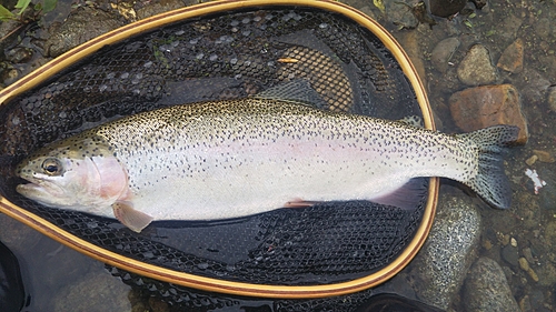 ニジマスの釣果