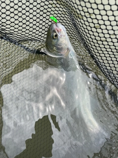 ニジマスの釣果