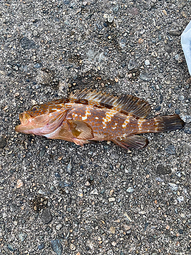 キジハタの釣果