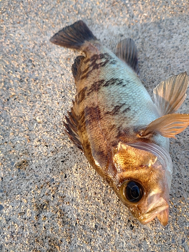 メバルの釣果