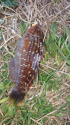 ホシササノハベラの釣果