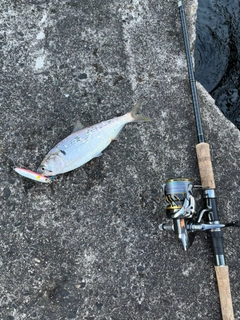 コノシロの釣果