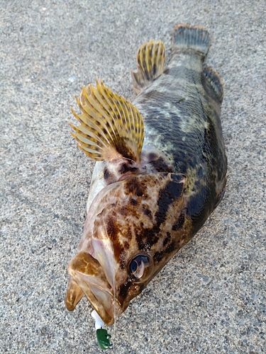 ベッコウゾイの釣果