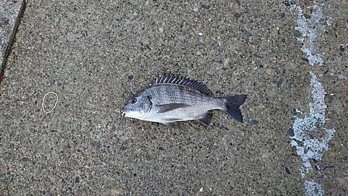 クロダイの釣果