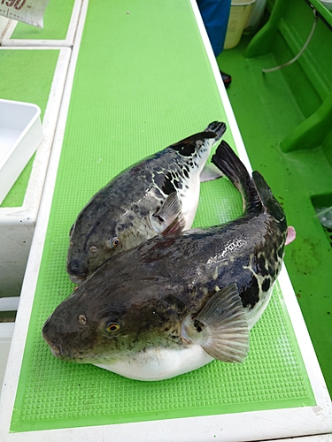 トラフグの釣果