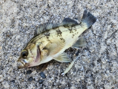 メバルの釣果