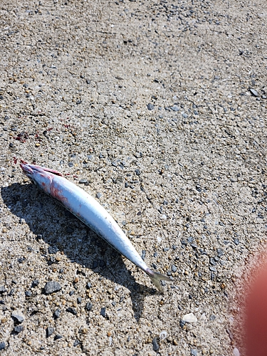 オオモンハタの釣果