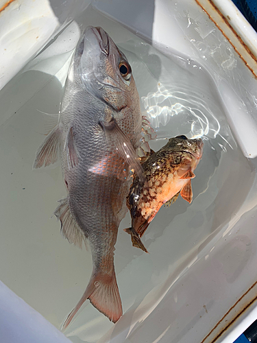 マダイの釣果