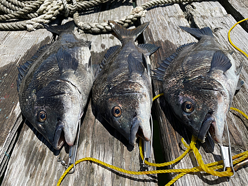 クロダイの釣果