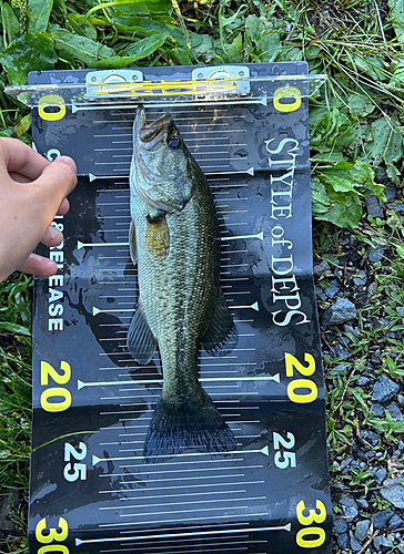 ブラックバスの釣果