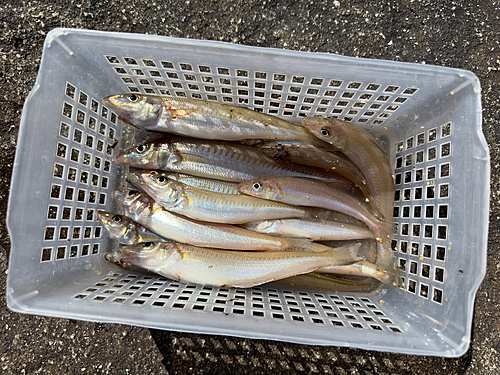 シロギスの釣果