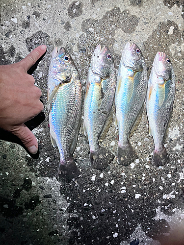 イシモチの釣果